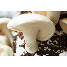 Мицелий Шиитаке Белый Китайский (Lentinula edodes)